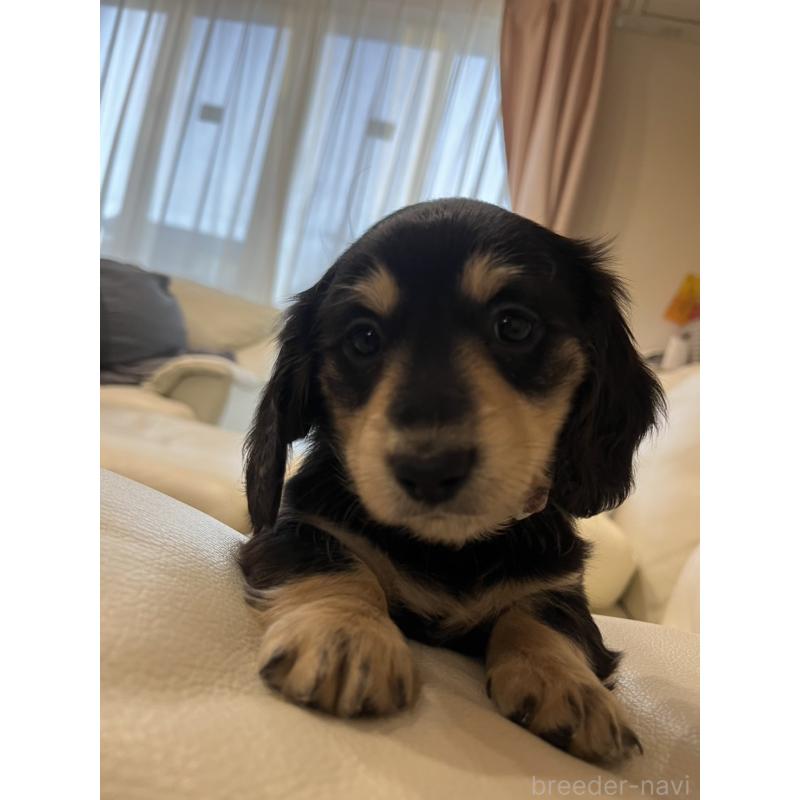 販売中の群馬県のミニチュアダックスフンド(ロングヘアード)-440345の2枚目