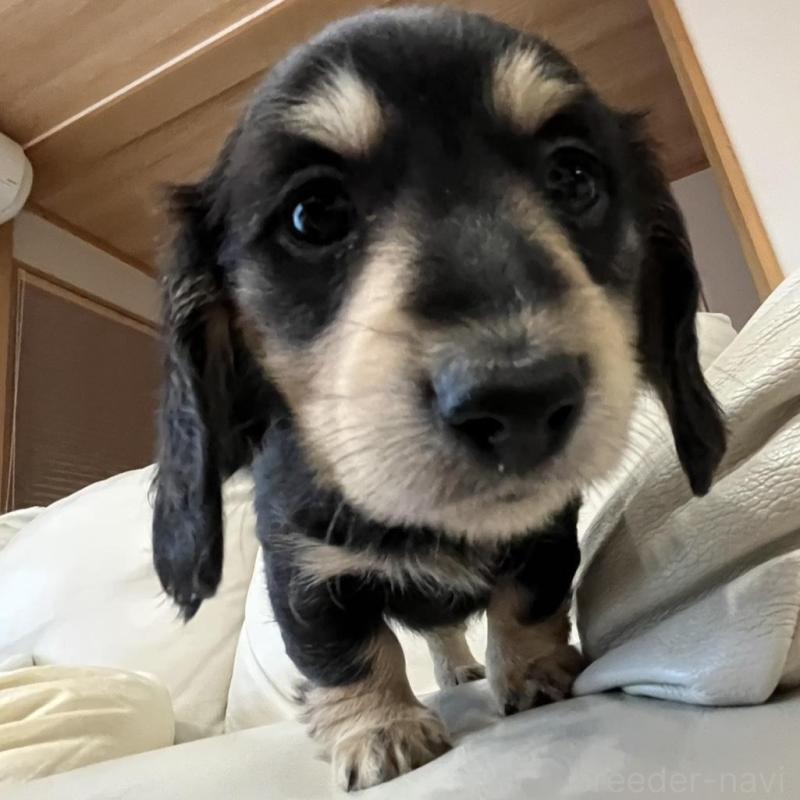 販売中の群馬県のミニチュアダックスフンド(ロングヘアード)-440345