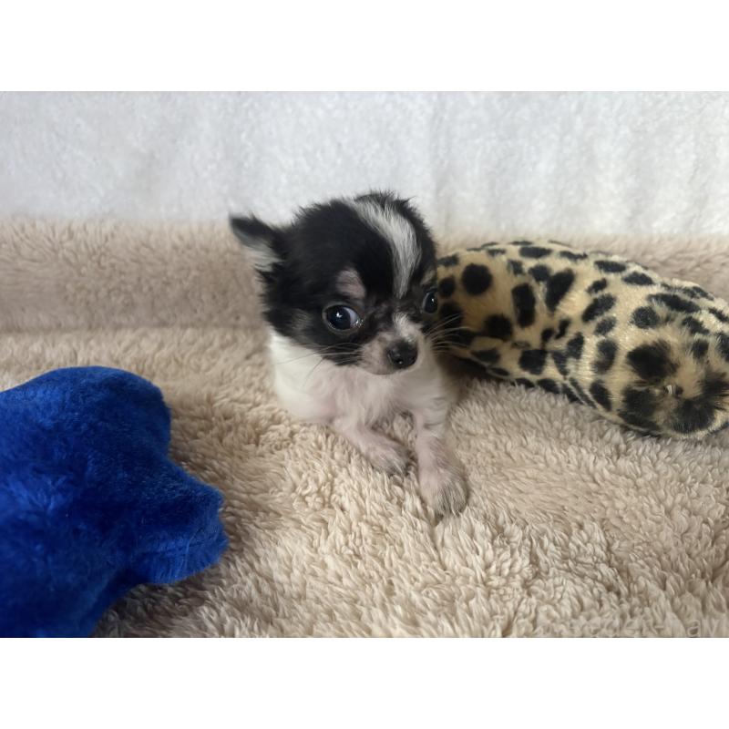 販売中の滋賀県のチワワ(ロングコート)-443255の8枚目