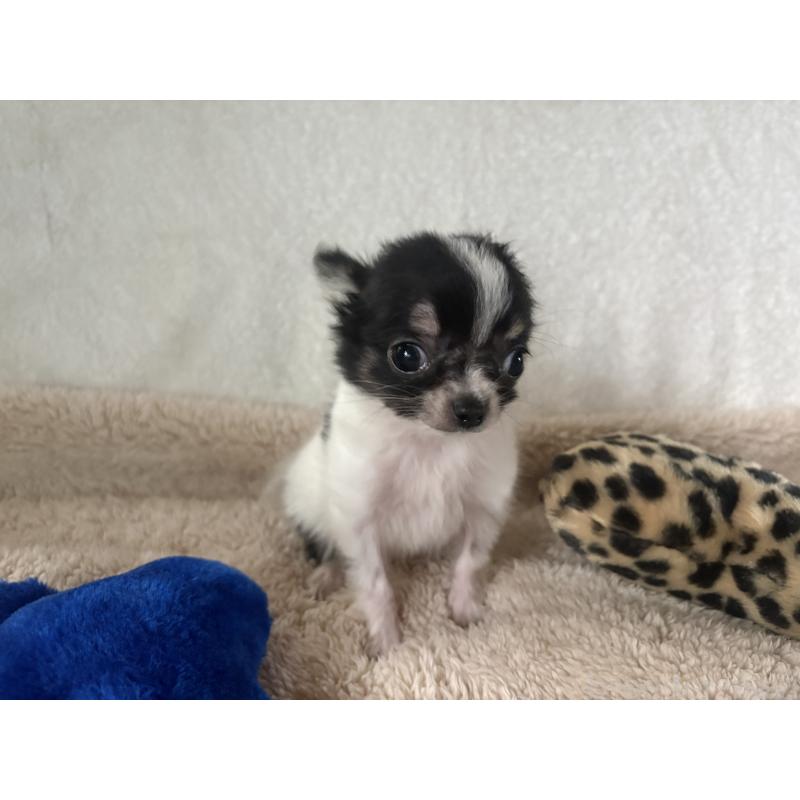 販売中の滋賀県のチワワ(ロングコート)-443255の6枚目