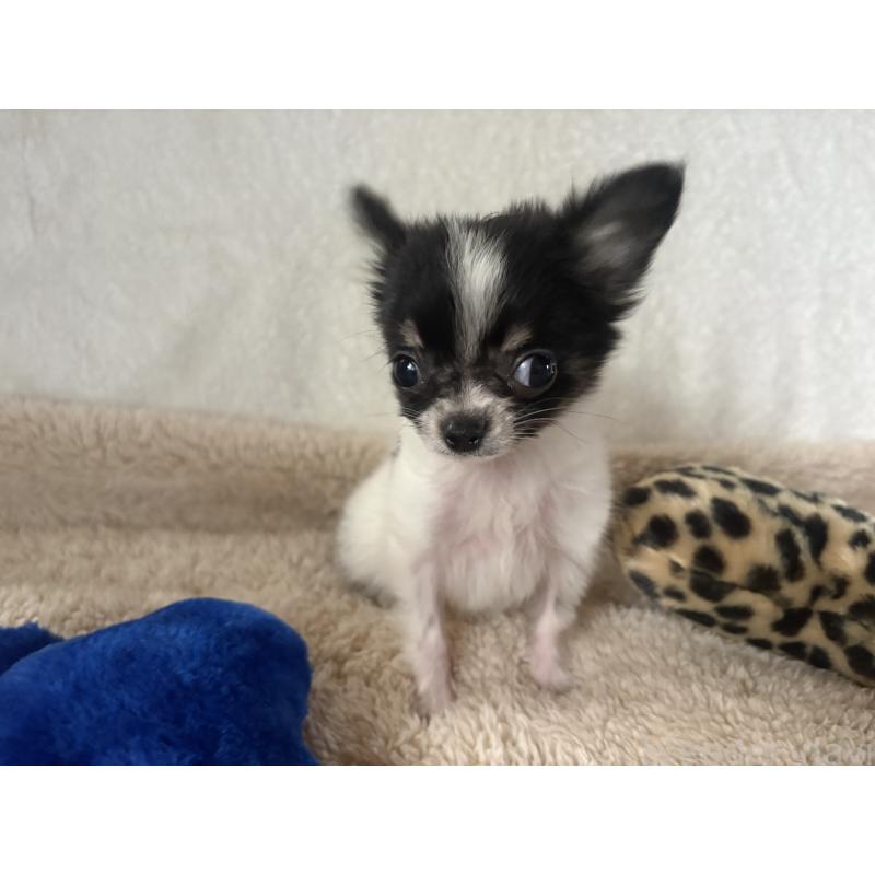 販売中の滋賀県のチワワ(ロングコート)-443255の5枚目