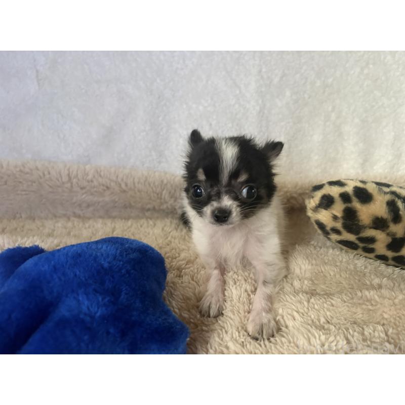 販売中の滋賀県のチワワ(ロングコート)-443255の4枚目