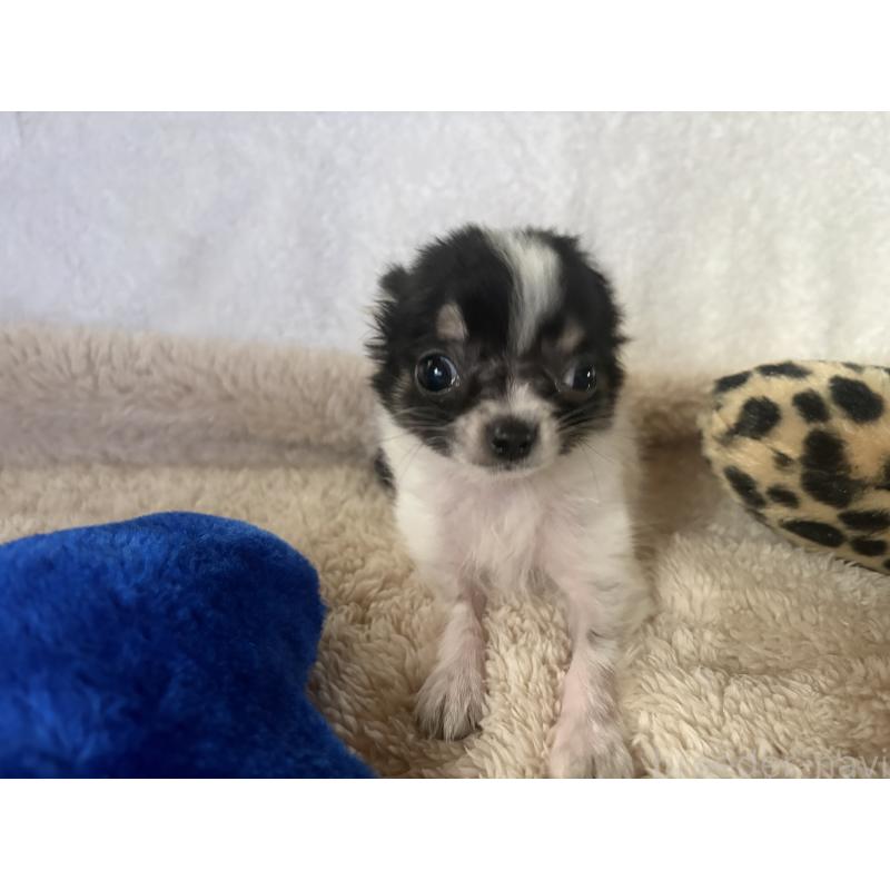 販売中の滋賀県のチワワ(ロングコート)-443255の3枚目