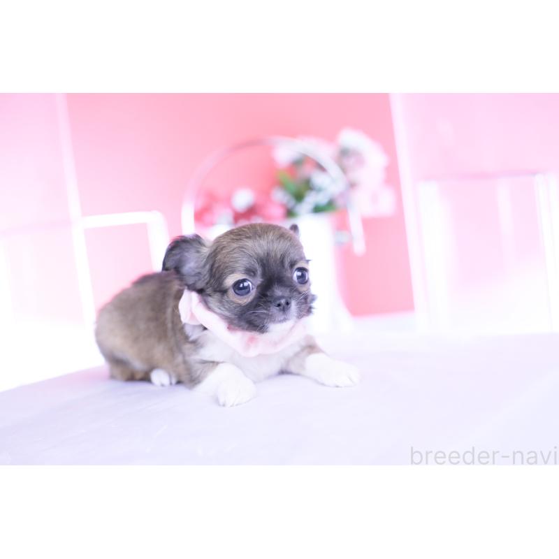 販売中の愛知県のチワワ(ロングコート)-437874の7枚目