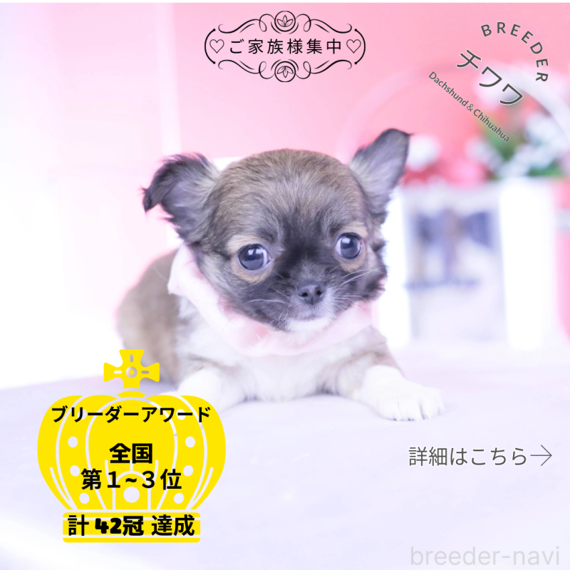 販売中の愛知県のチワワ(ロングコート)-437874