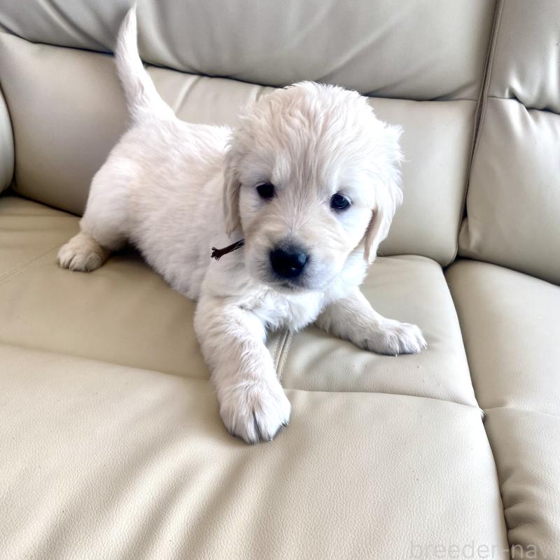 商談中の東京都のゴールデンレトリーバー-440375の62枚目