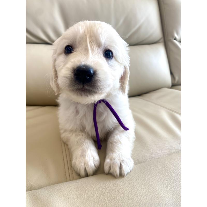 商談中の東京都のゴールデンレトリーバー-440375の61枚目