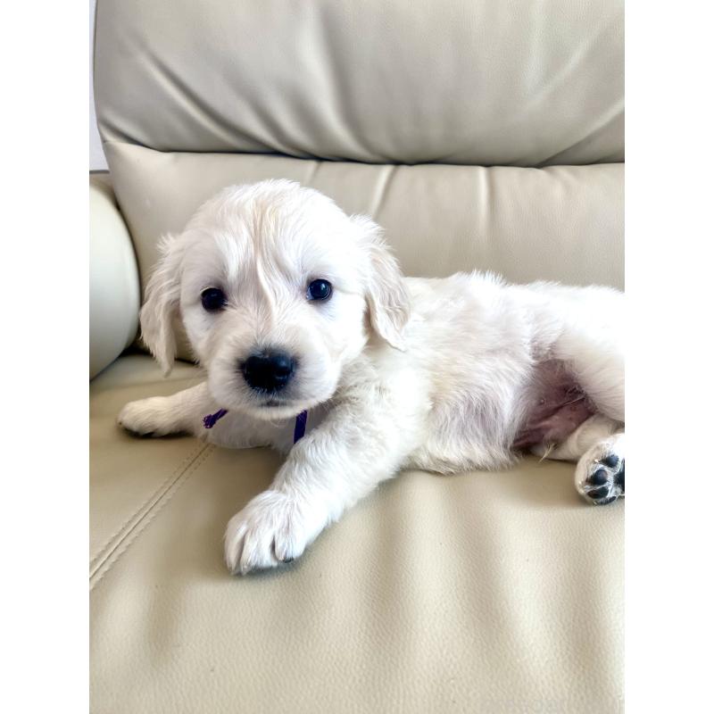 商談中の東京都のゴールデンレトリーバー-440375の60枚目