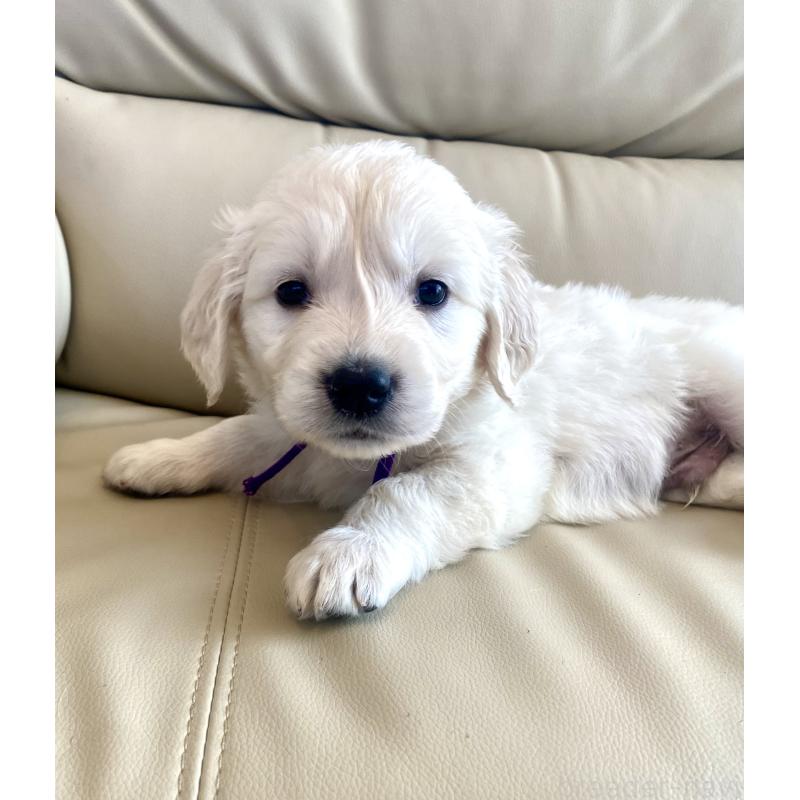 商談中の東京都のゴールデンレトリーバー-440375の59枚目