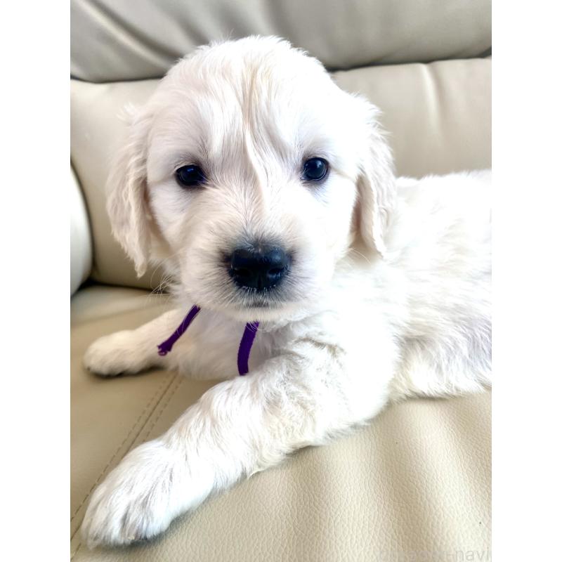 商談中の東京都のゴールデンレトリーバー-440375の58枚目