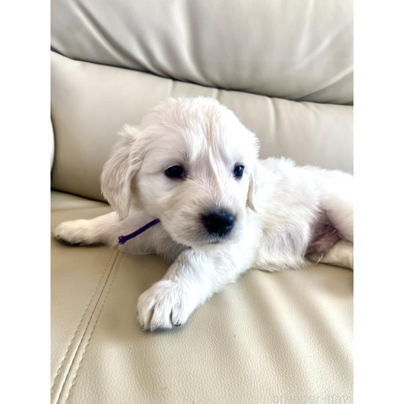 商談中の東京都のゴールデンレトリーバー-440375の57枚目