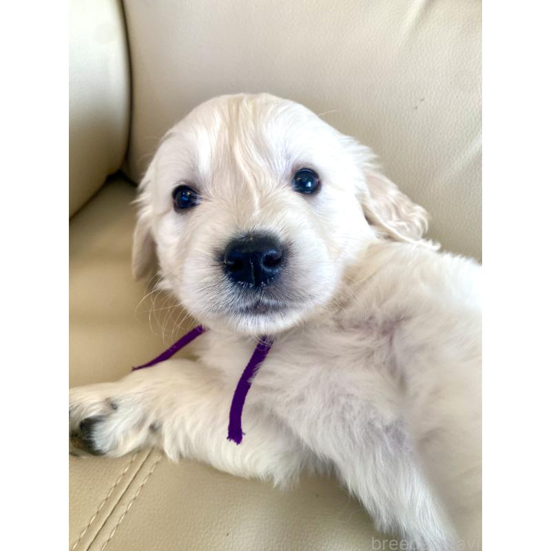 商談中の東京都のゴールデンレトリーバー-440375の56枚目