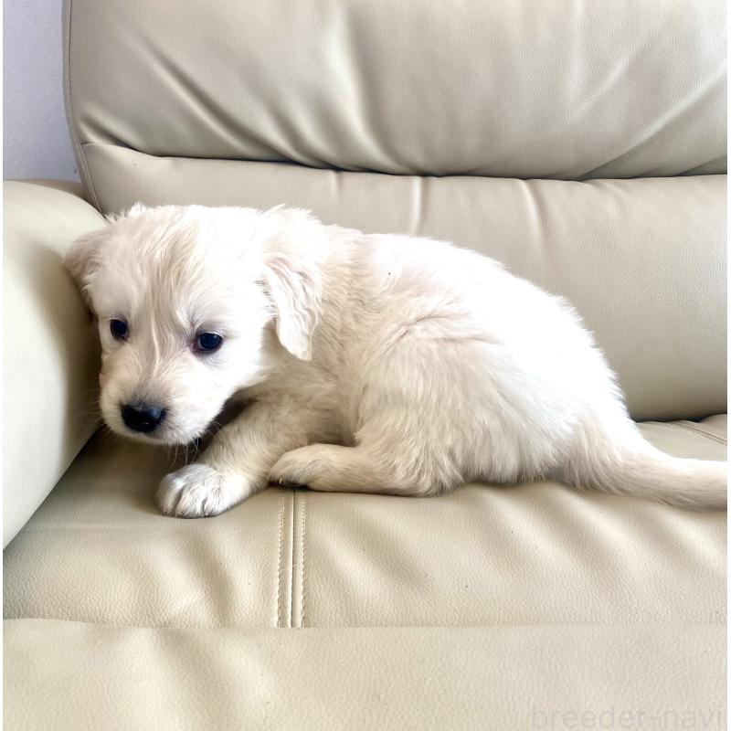 商談中の東京都のゴールデンレトリーバー-440375の55枚目