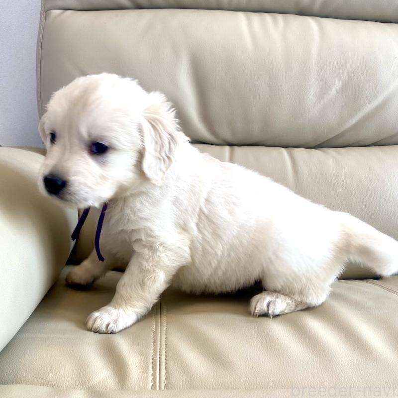 商談中の東京都のゴールデンレトリーバー-440375の54枚目