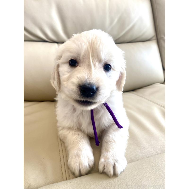 商談中の東京都のゴールデンレトリーバー-440375の51枚目