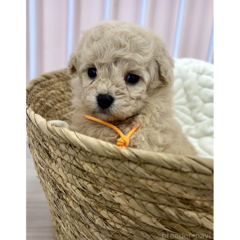 販売中の滋賀県のミックス犬-443256の6枚目