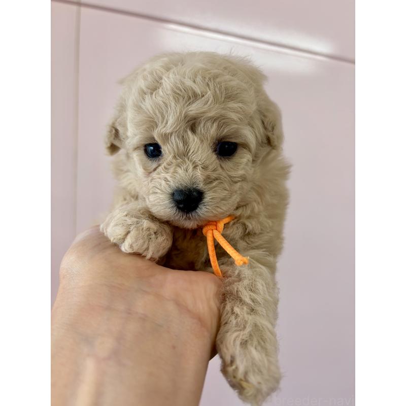 販売中の滋賀県のミックス犬-443256の5枚目