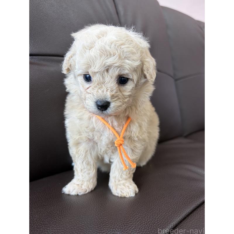 販売中の滋賀県のミックス犬-443256の4枚目