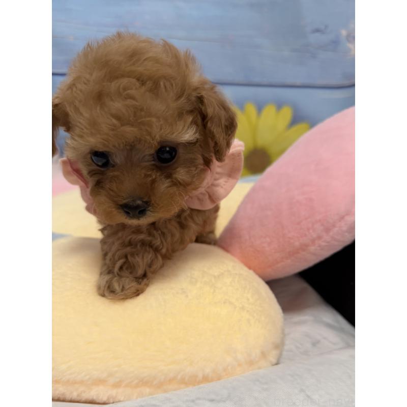 販売中の三重県のティーカッププードル-443261の10枚目