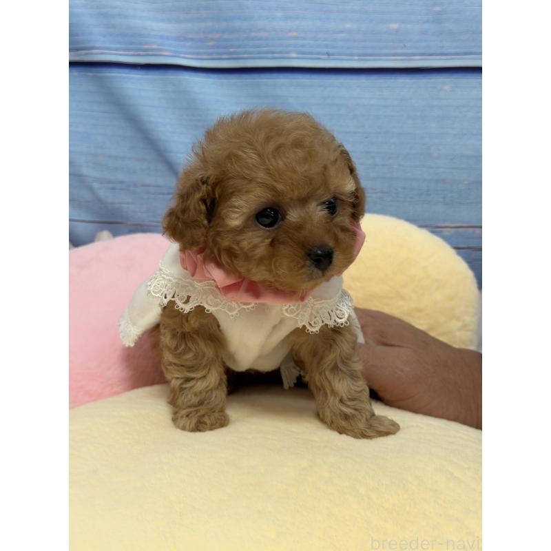 販売中の三重県のティーカッププードル-443261の8枚目