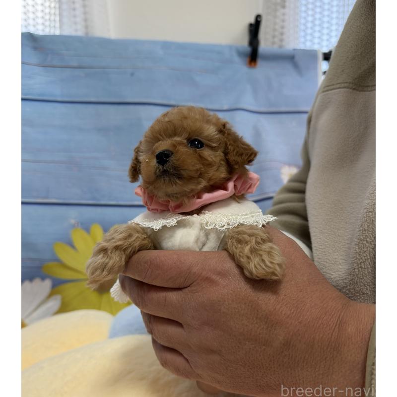 販売中の三重県のティーカッププードル-443261の7枚目