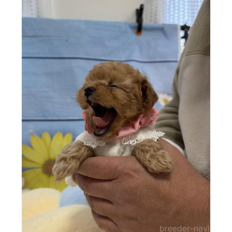 販売中の三重県のティーカッププードル-443261の6枚目