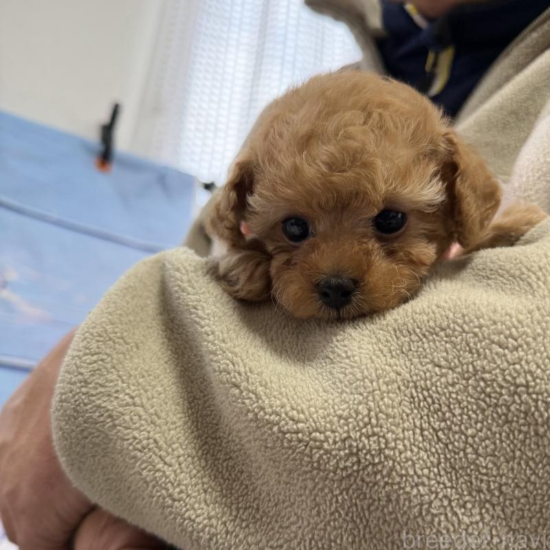 販売中の三重県のティーカッププードル-443261の5枚目