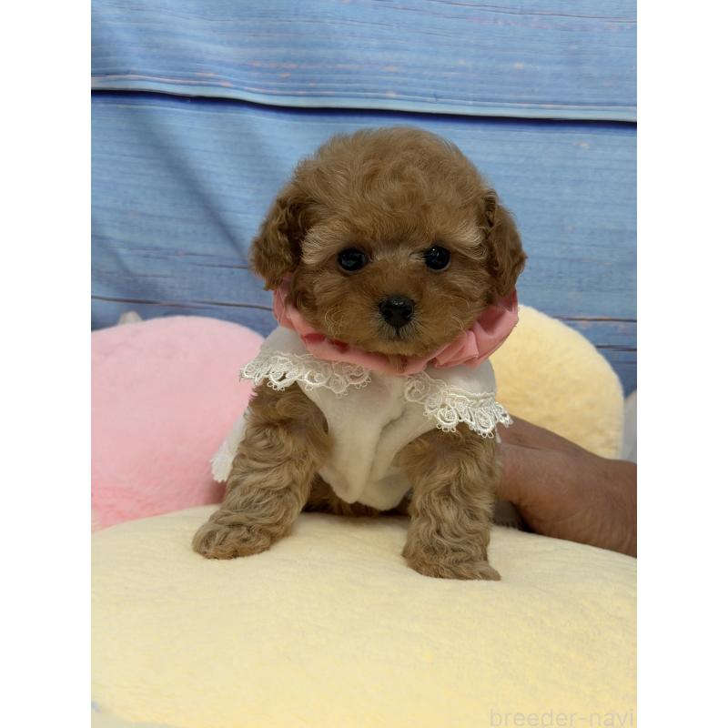 販売中の三重県のティーカッププードル-443261の4枚目