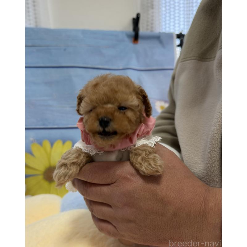 販売中の三重県のティーカッププードル-443261の3枚目