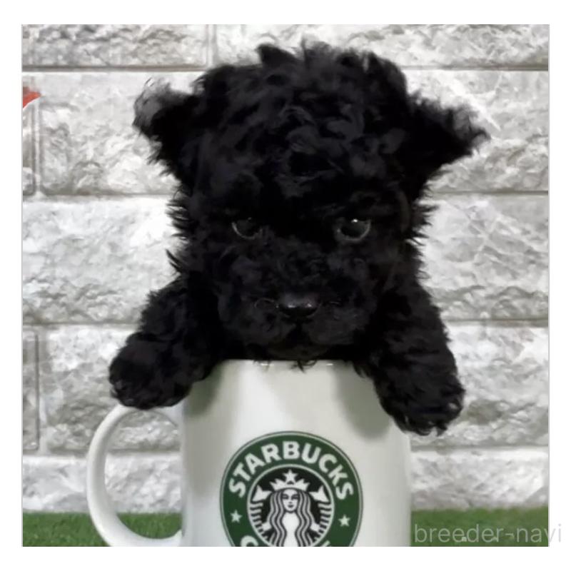 販売中の埼玉県のタイニープードル-443257の1枚目