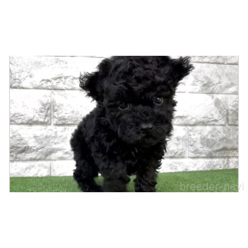 販売中の埼玉県のタイニープードル-443257の3枚目