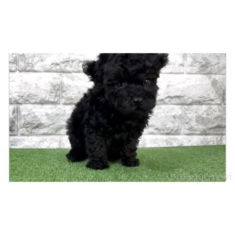 販売中の埼玉県のタイニープードル-443257の2枚目