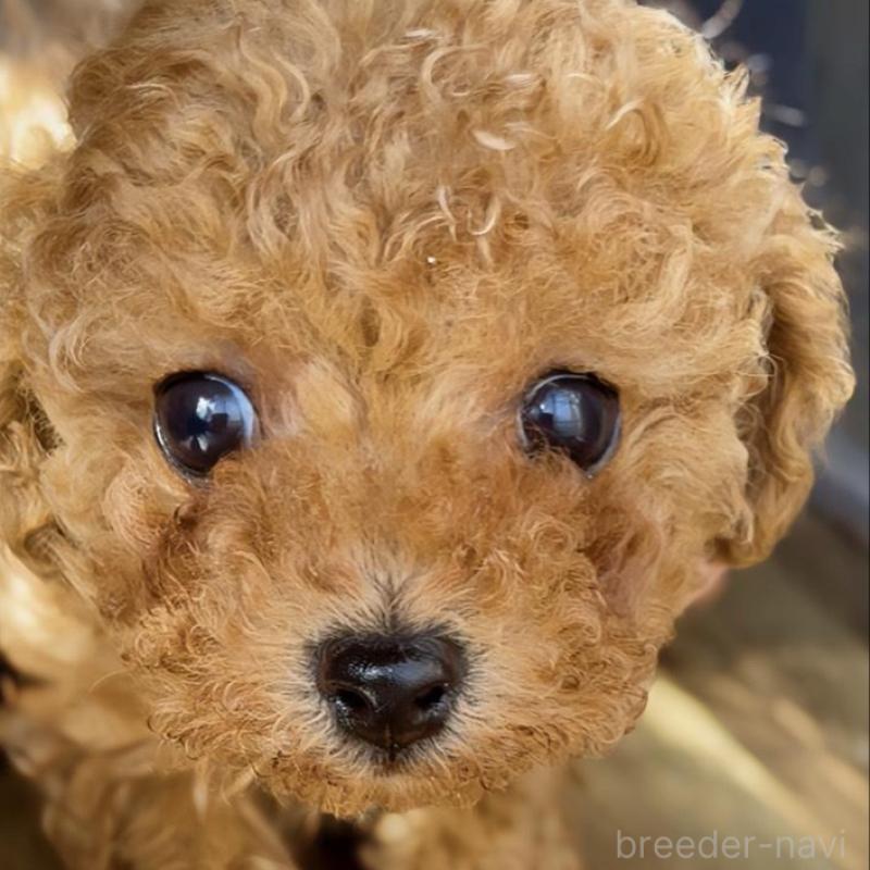 販売中の千葉県のタイニープードル-441765