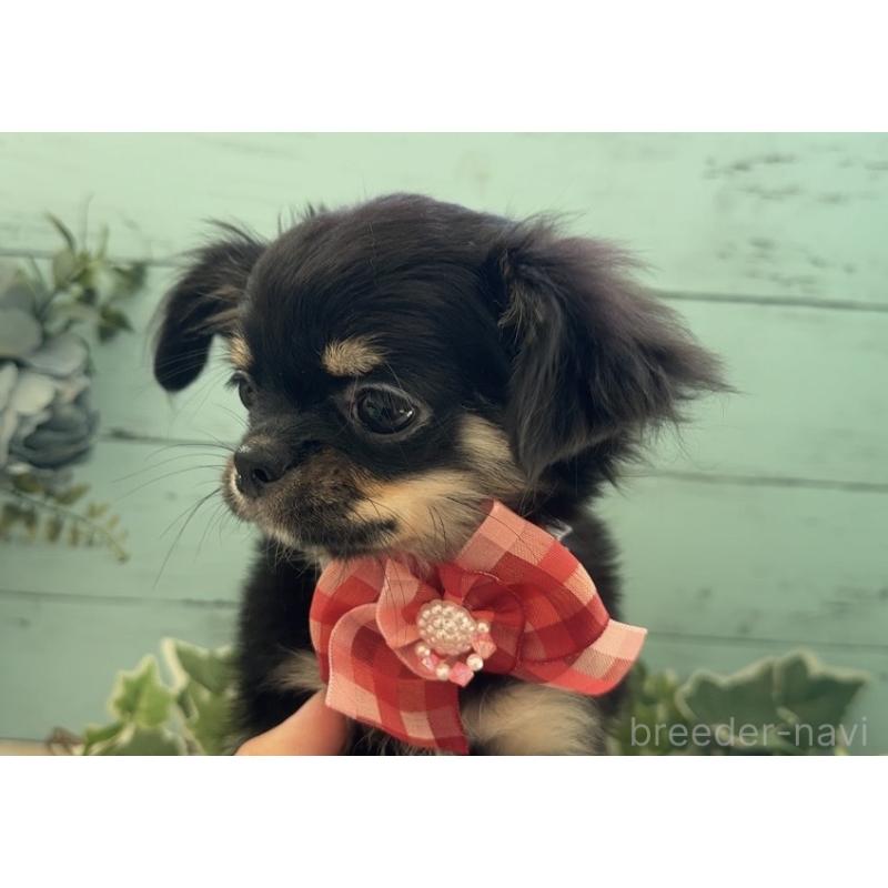 販売中の埼玉県のチワワ(ロングコート)-430982の10枚目