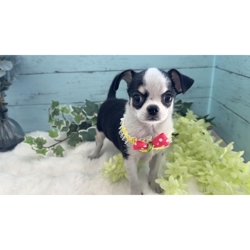 販売中の埼玉県のチワワ(スムースコート)-436110の10枚目