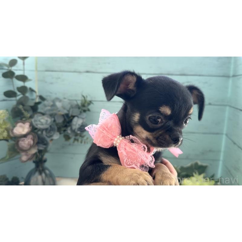 販売中の埼玉県のチワワ(スムースコート)-430975の11枚目