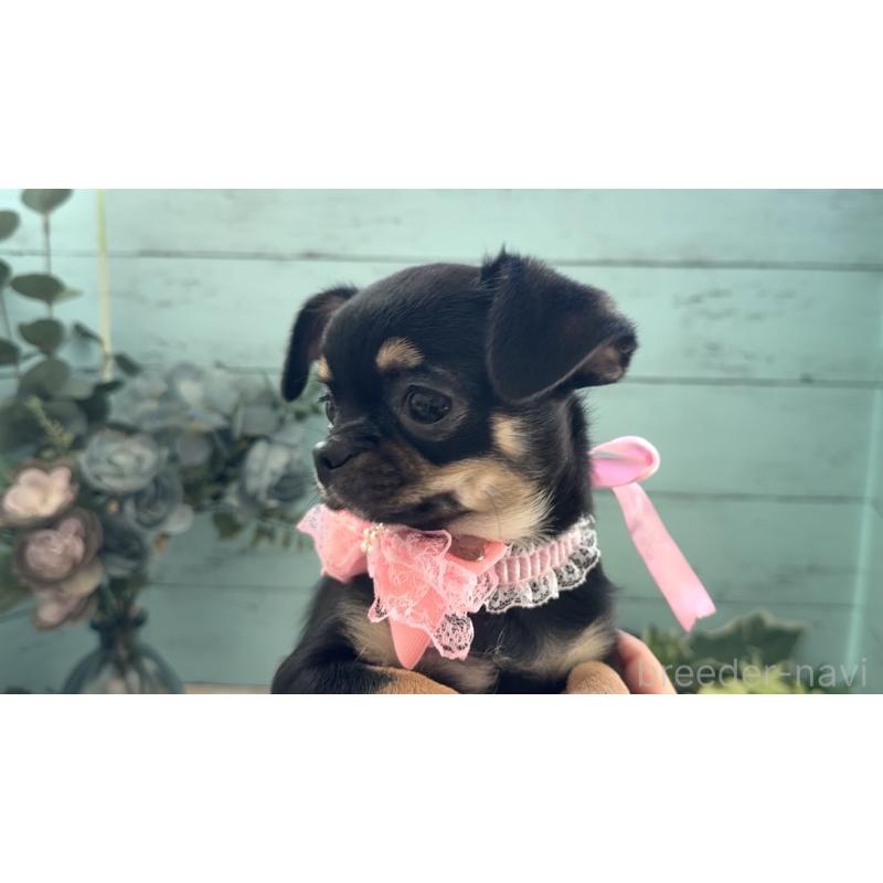 販売中の埼玉県のチワワ(スムースコート)-430975の10枚目