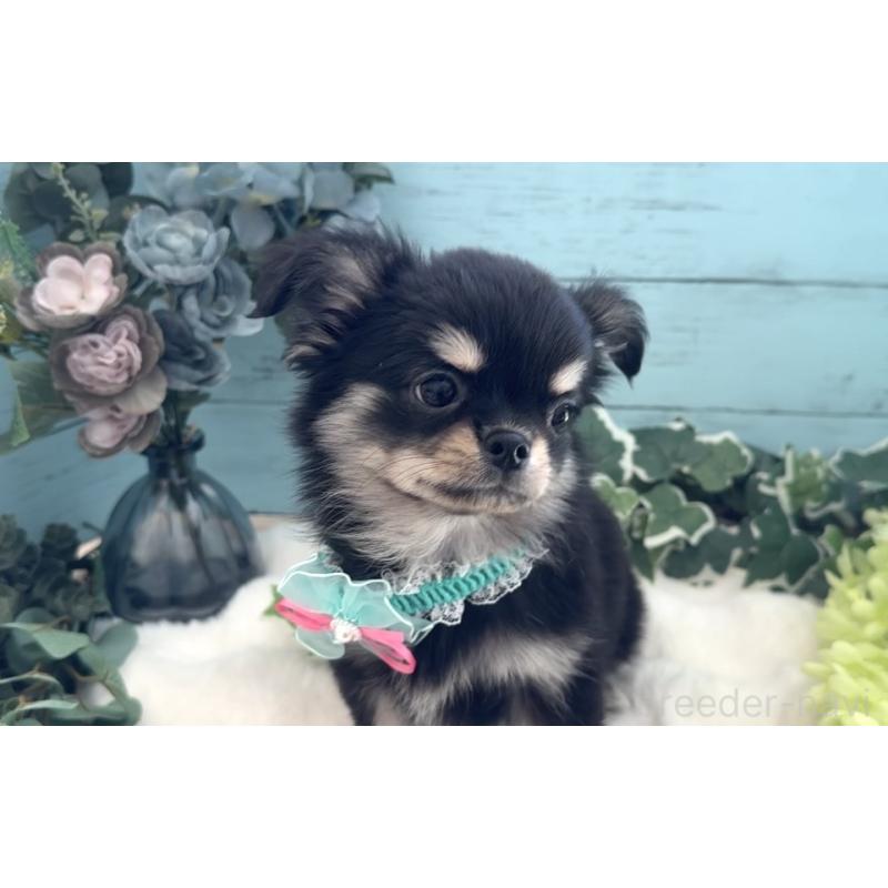 販売中の埼玉県のチワワ(ロングコート)-436113の14枚目