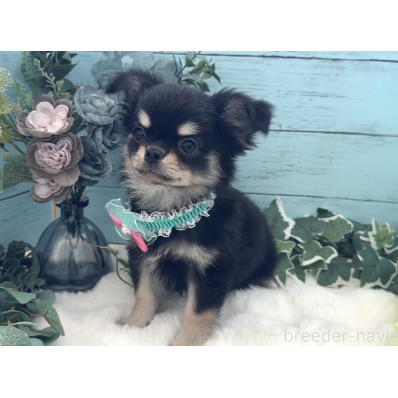 販売中の埼玉県のチワワ(ロングコート)-436113の13枚目