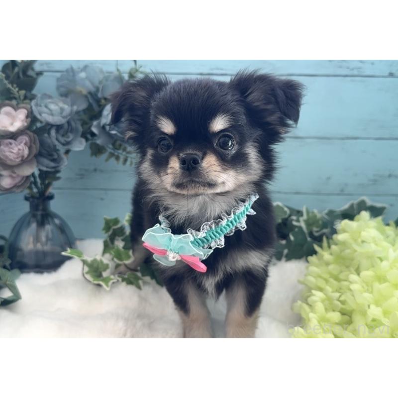 販売中の埼玉県のチワワ(ロングコート)-436113の11枚目