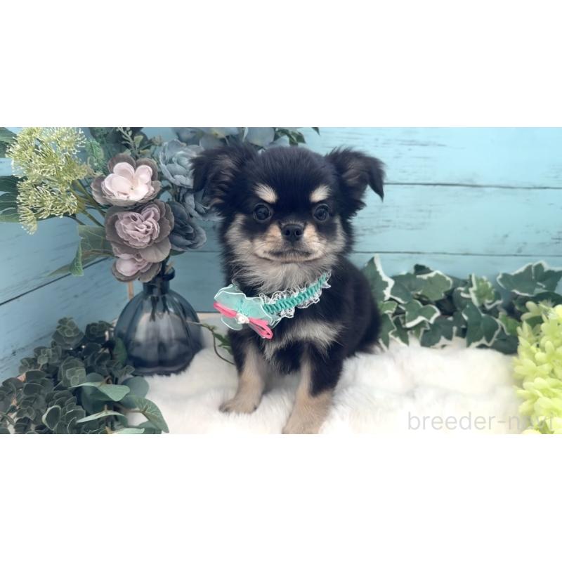 販売中の埼玉県のチワワ(ロングコート)-436113の10枚目