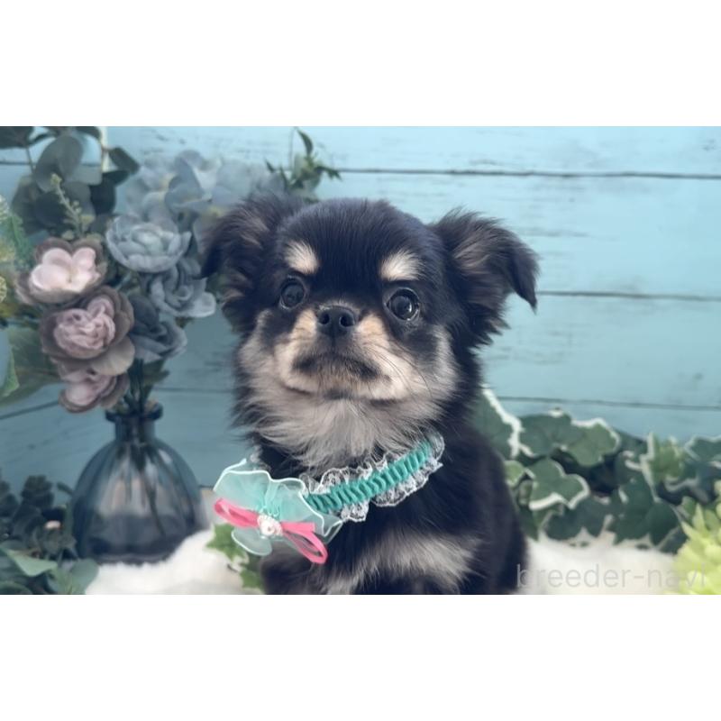 販売中の埼玉県のチワワ(ロングコート)-436113の9枚目