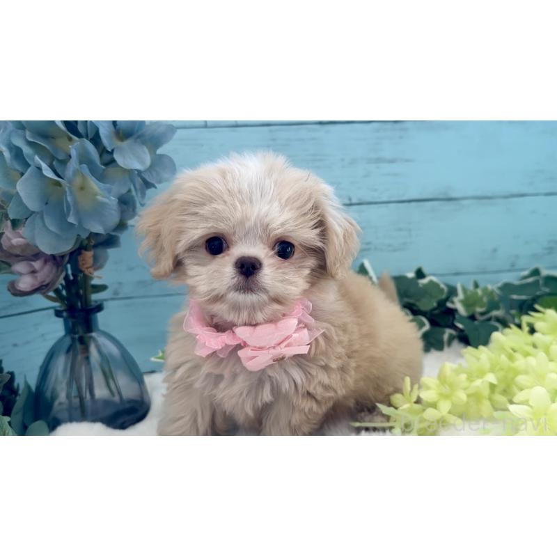 販売中の埼玉県のミックス犬-436822の11枚目