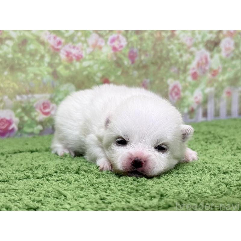 販売中の埼玉県のポメラニアン-443258の4枚目