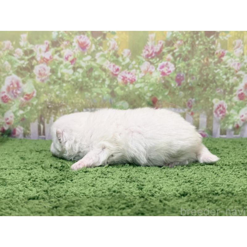 販売中の埼玉県のポメラニアン-443258の3枚目