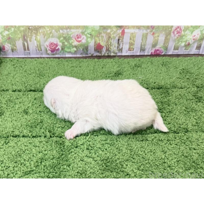 販売中の埼玉県のポメラニアン-443258の2枚目