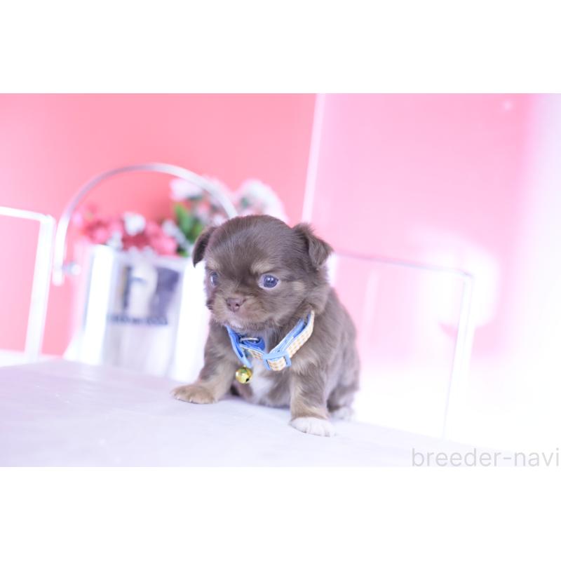 販売中の愛知県のチワワ(ロングコート)-443260の9枚目