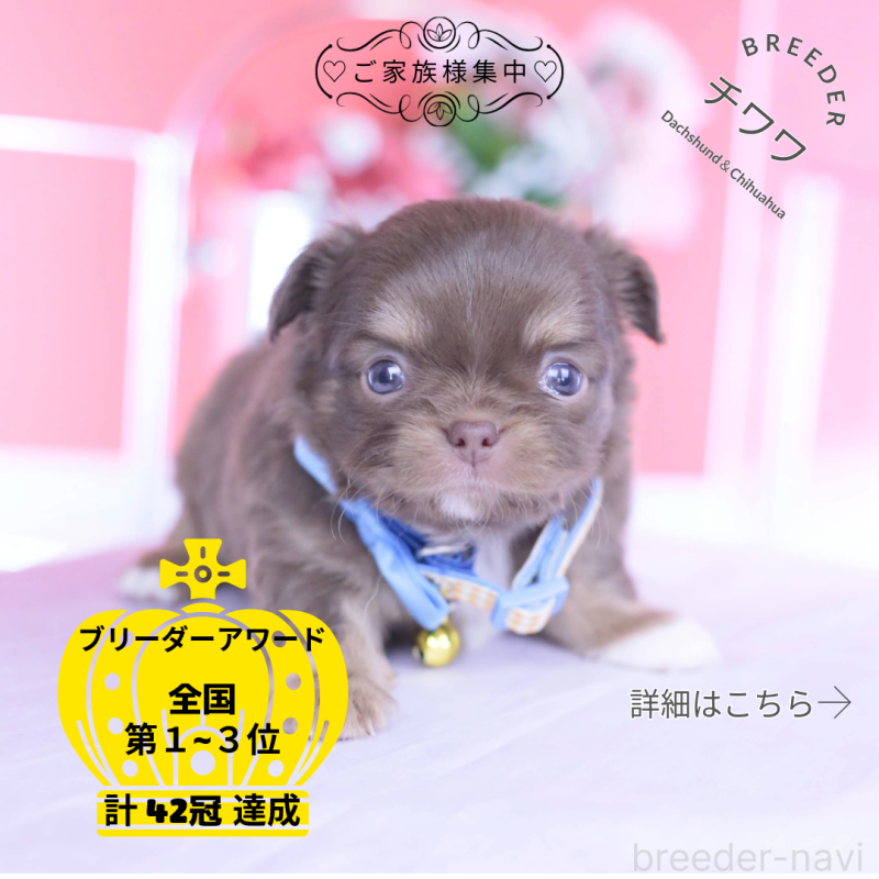 販売中の愛知県のチワワ(ロングコート)-443260の1枚目