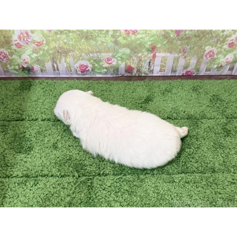 販売中の埼玉県のポメラニアン-443259の3枚目