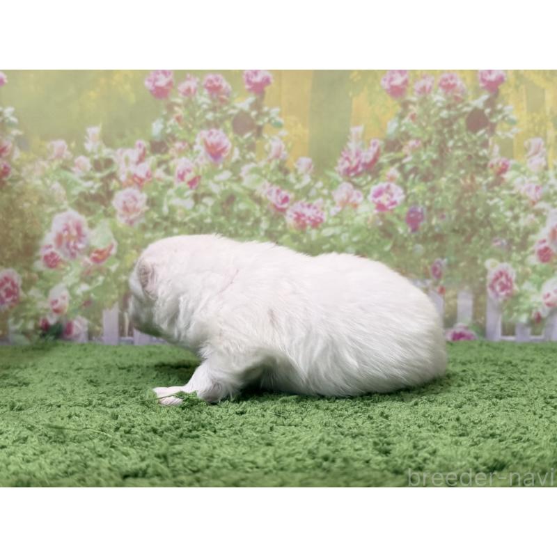 販売中の埼玉県のポメラニアン-443259の2枚目